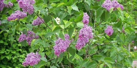 Osjet jorgovana: sadnja i njega